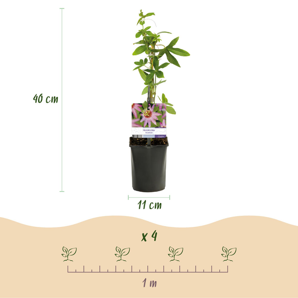 Green boutiQ - Passiflore - Passiflora Anastasia - Fleur rose - Peu d'entretien - 2 plantes - Pot 11 cm Hauteur 40 cm