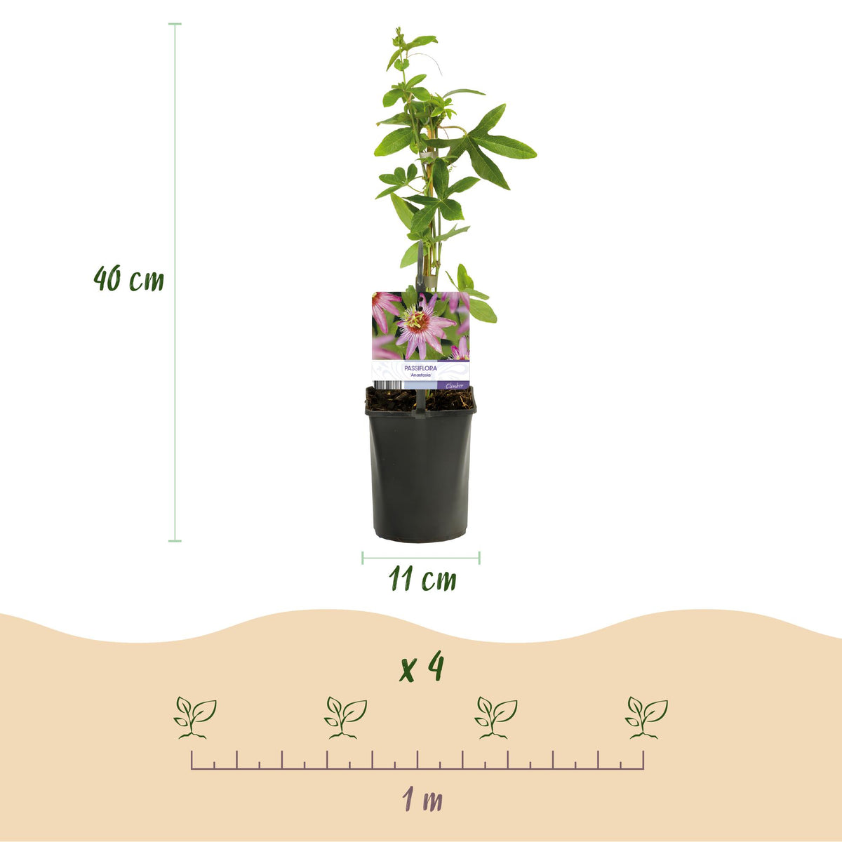 Green boutiQ - Passiflore - Passiflora Anastasia - Fleur rose - Peu d'entretien - 2 plantes - Pot 11 cm Hauteur 40 cm