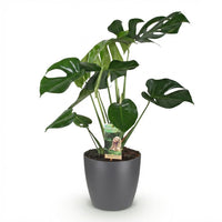 Green BoutiQ - Kamerplanten - Monstera Deliciosa - Gatenplant - Weinig onderhoud - Groen - 1 Plant - met Potter Grijs - Pot 21cm - Hoogte 70-80cm