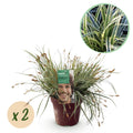 Green boutiQ - Graminées ornementales - Carex oshimensis Everest - Blanc et vert - 2 plantes - Persistant - Peu d'entretien - Pot 17cm Hauteur 50cm