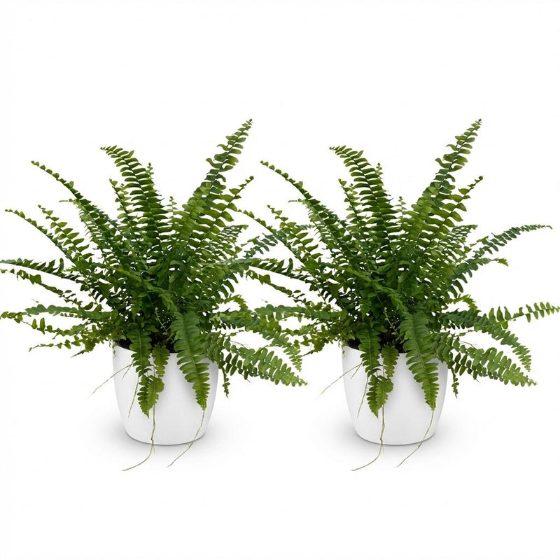 Green boutiQ - Kamerplant - Nephrolepsis exaltata Green Lady - Varen - Huisdiervriendelijke Plant - Groen - 2 Planten - met Potter Wit - Pot 12cm - Hoogte 25cm