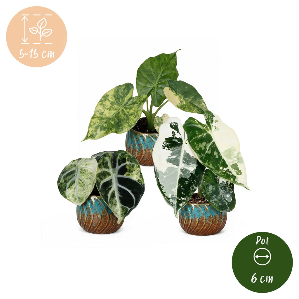 3x Baby Alocasia Tricolour Variegata - Green - Black - Variegata - Tropical - incl. Copper Reef - Ø6cm - ↕5-15cm