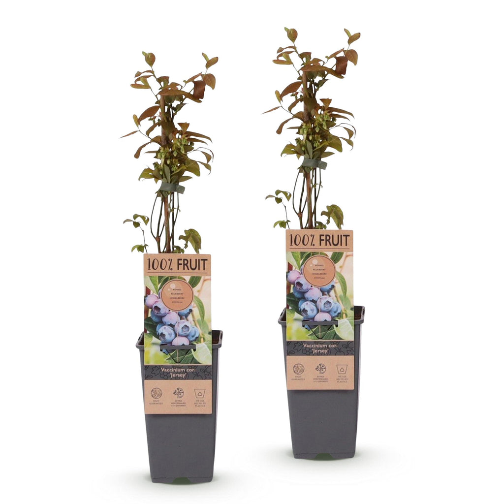 Green boutiQ - Obstpflanze - Vaccinium corymbosum Jersey - Kulturheidelbeere - Winterhart - Blaubeere - 2 Pflanzen - Topf 15cm - Höhe 50cm