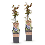 Green boutiQ - Obstpflanze - Vaccinium corymbosum Jersey - Kulturheidelbeere - Winterhart - Blaubeere - 2 Pflanzen - Topf 15cm - Höhe 50cm