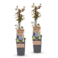 Green boutiQ - Fruitplant - Vaccinium corymbosum Jersey - Bosbes - Winterhard - Blauwe Bes - 2 Planten - Pot 15cm - Hoogte 50cm