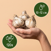 120x Allium Christophii - Sterrenlook - Paars - Zomerbloeier - Bolmaat 10/12