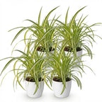 Green boutiQ - Zimmerpflanze - Chlorophytum comosum Variegatum - Bunte Grünlilie - Haustierfreundliche Pflanze - Grün - 4 Pflanzen - mit Topf Weiß - Topf 12cm - Höhe 20cm