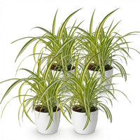 Green boutiQ - Kamerplant - Chlorophytum comosum Variegatum - Bonte Graslelie - Huisdiervriendelijke Plant - Groen - 4 Planten - met Potter Wit - Pot 12cm - Hoogte 20cm