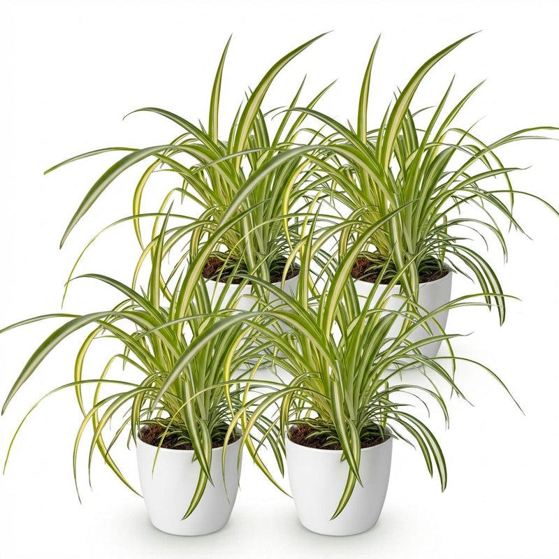 Green boutiQ - Kamerplant - Chlorophytum comosum Variegatum - Bonte Graslelie - Huisdiervriendelijke Plant - Groen - 4 Planten - met Potter Wit - Pot 12cm - Hoogte 20cm