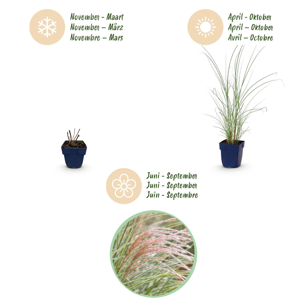 Green boutiQ - Gräser - Miscanthus sin. Morning Light - Pampasgras - Mit Rispen - Silber - 6 Pflanzen - Topf 11cm - Höhe 15-25cm