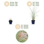 Green boutiQ - Gräser - Miscanthus sin. Morning Light - Pampasgras - Mit Rispen - Silber - 6 Pflanzen - Topf 11cm - Höhe 15-25cm