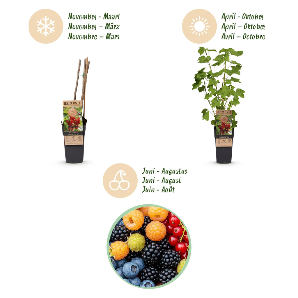 Green boutiQ - Plante fruitière - Ribes - Rubus - Mélange de Vaccinium - Arc-en-ciel - Rustique - Groseille rouge - Mûre noire - Framboise jaune - Myrtille - 4 plantes - Pot 15cm - Hauteur 50cm