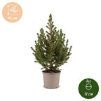 4x Picea glauca Conica - Dwarf Alberta Spruce - Green - Christmas tree - Ø13cm - ↕45cm