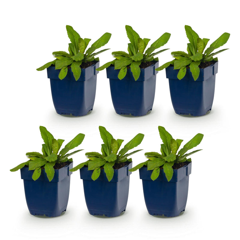 Green boutiQ - Vasteplant - Knautia macedonica - Beemdkroon - Bijen- en vlinderlokkers - Donker Rood - 6 Planten - Pot 11cm - Hoogte 15-25cm