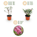 Green boutiQ - Gartenpflanze - Buddleja davidii Butterfly Candy Little Pink - Schmetterlingsflieder - Kompakt - Rosa - 3 Pflanzen - Topf 12cm - Höhe 20-25cm