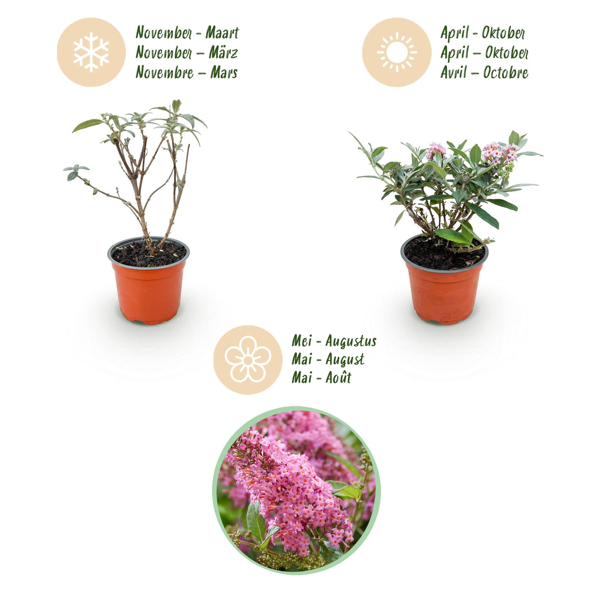 Green boutiQ - Plante de jardin - Buddleja davidii Butterfly Candy Little Pink - Arbre aux papillons - Compact - Rose - 3 plantes - Pot 12 cm - Hauteur 20-25 cm
