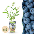 Green boutiQ - Plants fruitiers - Myrtille - Vaccinium corymbosum Goldtraube - Rustique - 6 plantes - Pot 9 cm - Myrtille