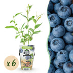Green boutiQ - Plants fruitiers - Myrtille - Vaccinium corymbosum Goldtraube - Rustique - 6 plantes - Pot 9 cm - Myrtille