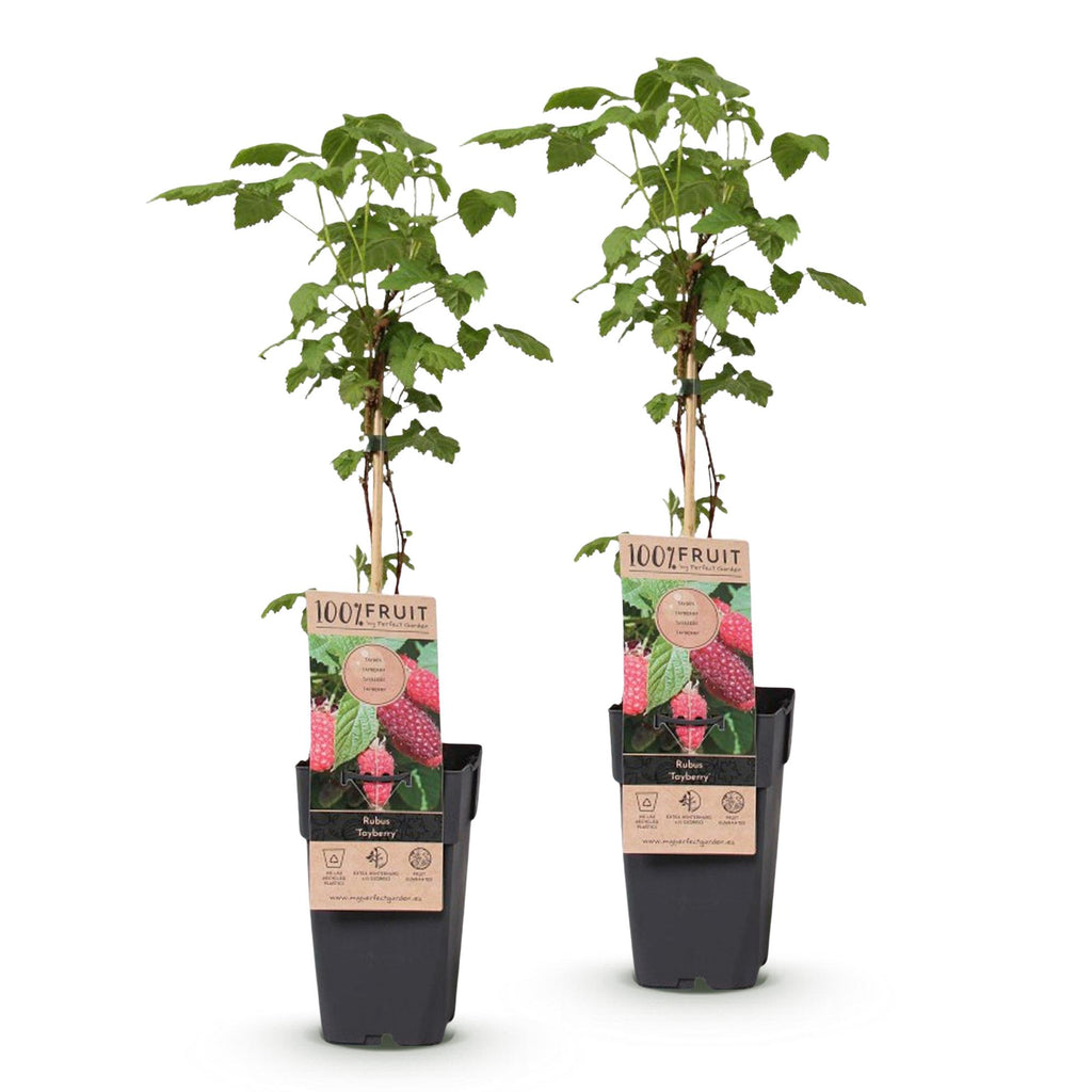Green boutiQ - Fruchtpflanze - Rubus log. Tayberry - Brombeere - Winterhart - Purpur-Himbeere - 2 Pflanzen - Topf 15cm - Höhe 50cm