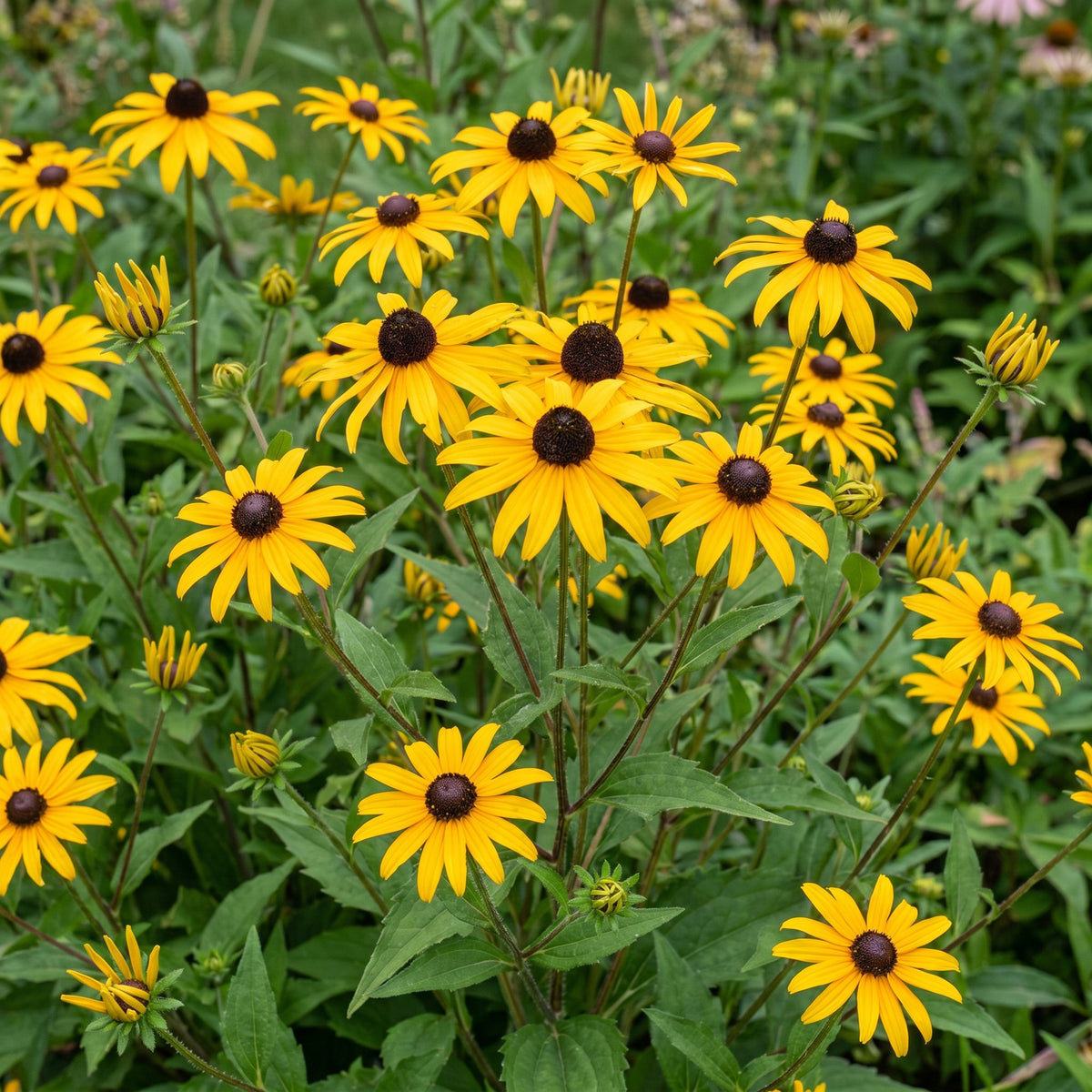 Green boutiQ - Stauden - Rudbeckia fulg. Goldsturm - Gewöhnlicher Sonnenhut - Bienen- und Schmetterlingsmagnet - Gelb - 12 Pflanzen - Topf 11 cm - Höhe 15-25 cm