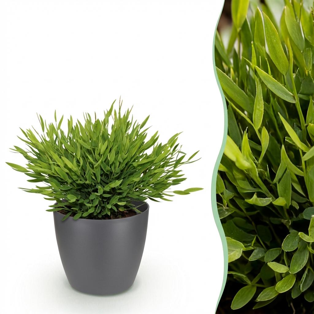 Green boutiQ - Zimmerpflanze - Bambusa Pogonatherum Monica - Bambusgras - Haustierfreundliche Pflanze - Grün - 1 Pflanze - mit Topf Grau - Topf 12cm - Höhe 20cm