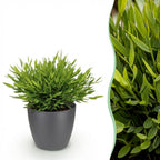 Green boutiQ - Zimmerpflanze - Bambusa Pogonatherum Monica - Bambusgras - Haustierfreundliche Pflanze - Grün - 1 Pflanze - mit Topf Grau - Topf 12cm - Höhe 20cm