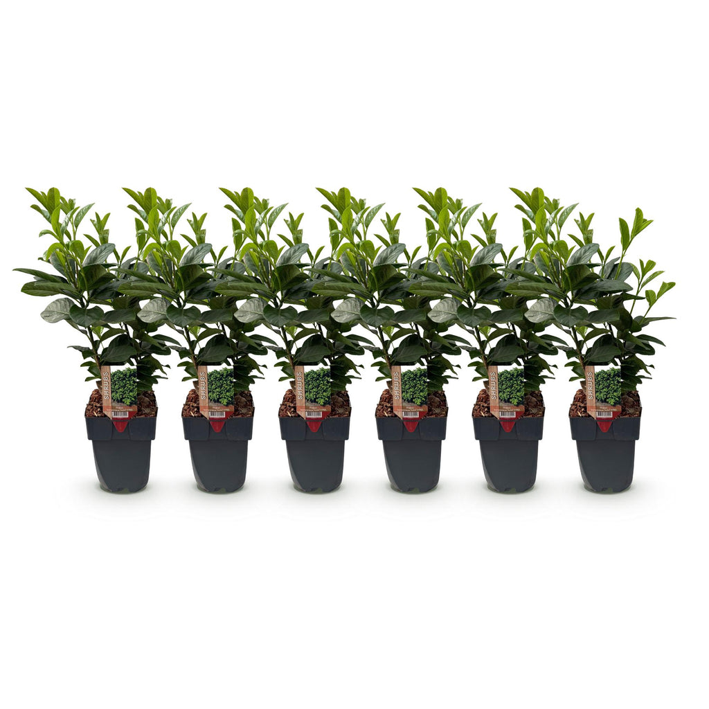 Green boutiQ - Heckenpflanzen - Prunus laurocerasus Etna - Blatt grün - 6 Pflanzen - 1 laufender Meter - immergrün - Topf 17 cm Höhe 50 cm