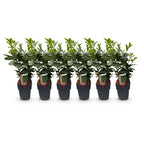 Green boutiQ - Heckenpflanzen - Prunus laurocerasus Etna - Blatt grün - 6 Pflanzen - 1 laufender Meter - immergrün - Topf 17 cm Höhe 50 cm