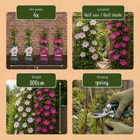 12x Clematis Duo Pink & White - Bosrank - Wit - Roze - Klimplant - Ø9cm - ↕35cm