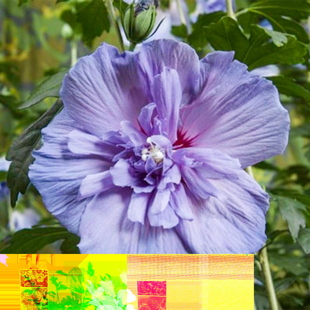 Green boutiQ - Gartenpflanze - Hibiscus syriacus Blue Chiffon® - Hochstamm - Terrassenpflanze - Laubabwerfend - Pflegeleicht - Topf 19cm Höhe 90cm