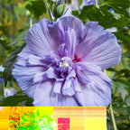 Green boutiQ - Gartenpflanze - Hibiscus syriacus Blue Chiffon® - Hochstamm - Terrassenpflanze - Laubabwerfend - Pflegeleicht - Topf 19cm Höhe 90cm