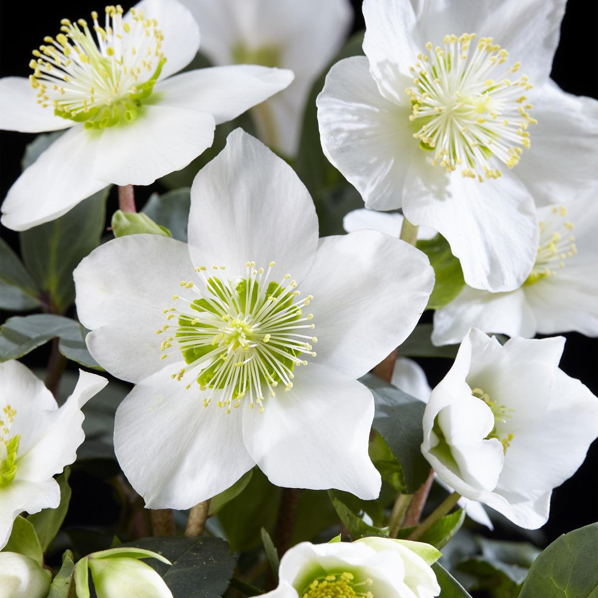 Green boutiQ - Plante de jardin - Rose de Noël - Hellébore Christmas Carol - Fleur blanche - 2 plantes - Persistant - Pot 14cm Hauteur 30cm