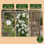 2x Clematis mont. 'Wilsonii' - Clématite de Wilson - Blanc - Grimpante - Ø9cm - ↕35cm