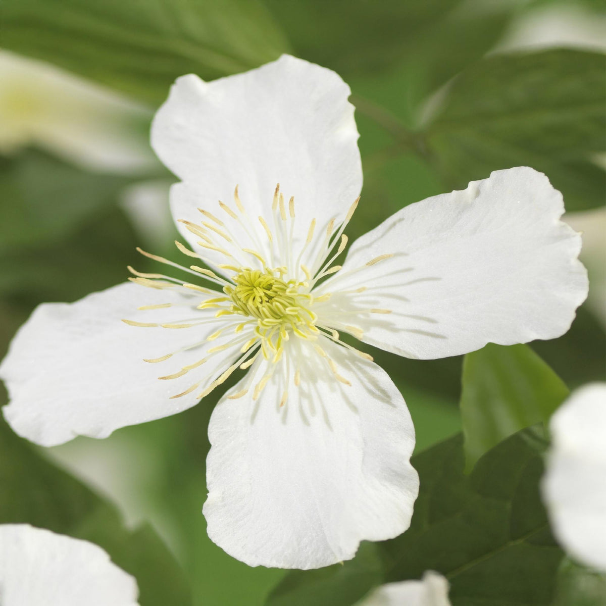 Green boutiQ - Plante grimpante - Clematis montana Grandiflora - Fleur blanche - Floraison précoce - Peu d'entretien - 2 plantes - Pot 11cm Hauteur 40cm