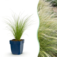 Green boutiQ - Grasses - Stipa tenuissima Ponytails - Feather Grass - Evergreen - Green - 1 Plant - Pot 11cm - Height 15-25cm