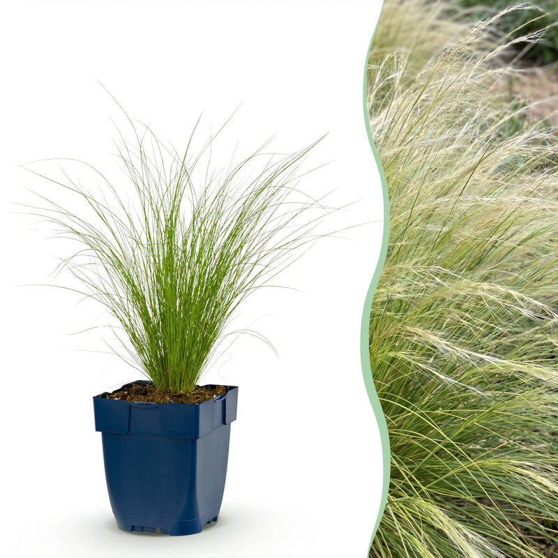 Green boutiQ - Grasses - Stipa tenuissima Ponytails - Feather Grass - Evergreen - Green - 1 Plant - Pot 11cm - Height 15-25cm