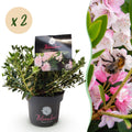 Green boutiQ - Rhododendron nain - Rhododendron Bloombux rose clair - Buis fleuri - Faible entretien - Fleur rose clair - 2 plantes - Pot 17 cm - Hauteur 30-40 cm