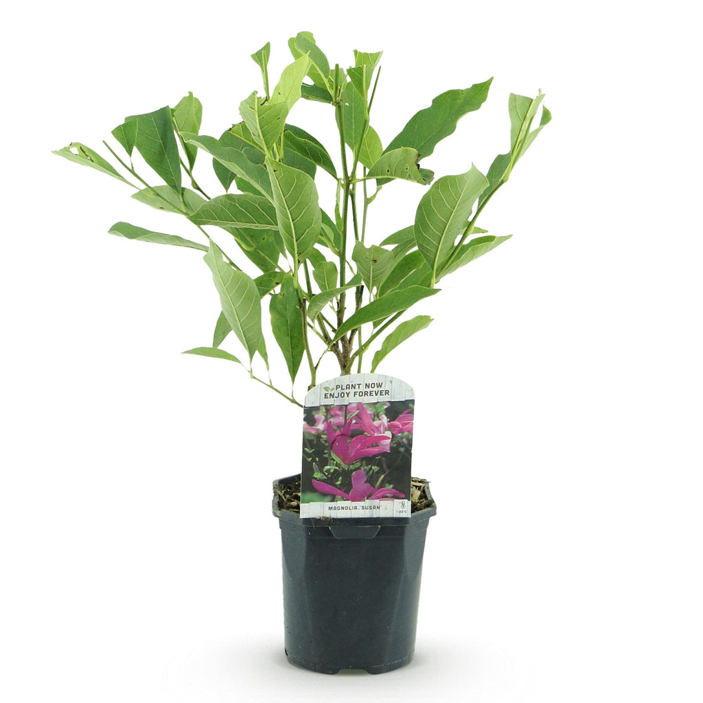 Green boutiQ - Arbustes - Magnolia Susan - Fleurs rose foncé - 1 plante - caduc - peu d'entretien - pot 17 cm hauteur 45 cm