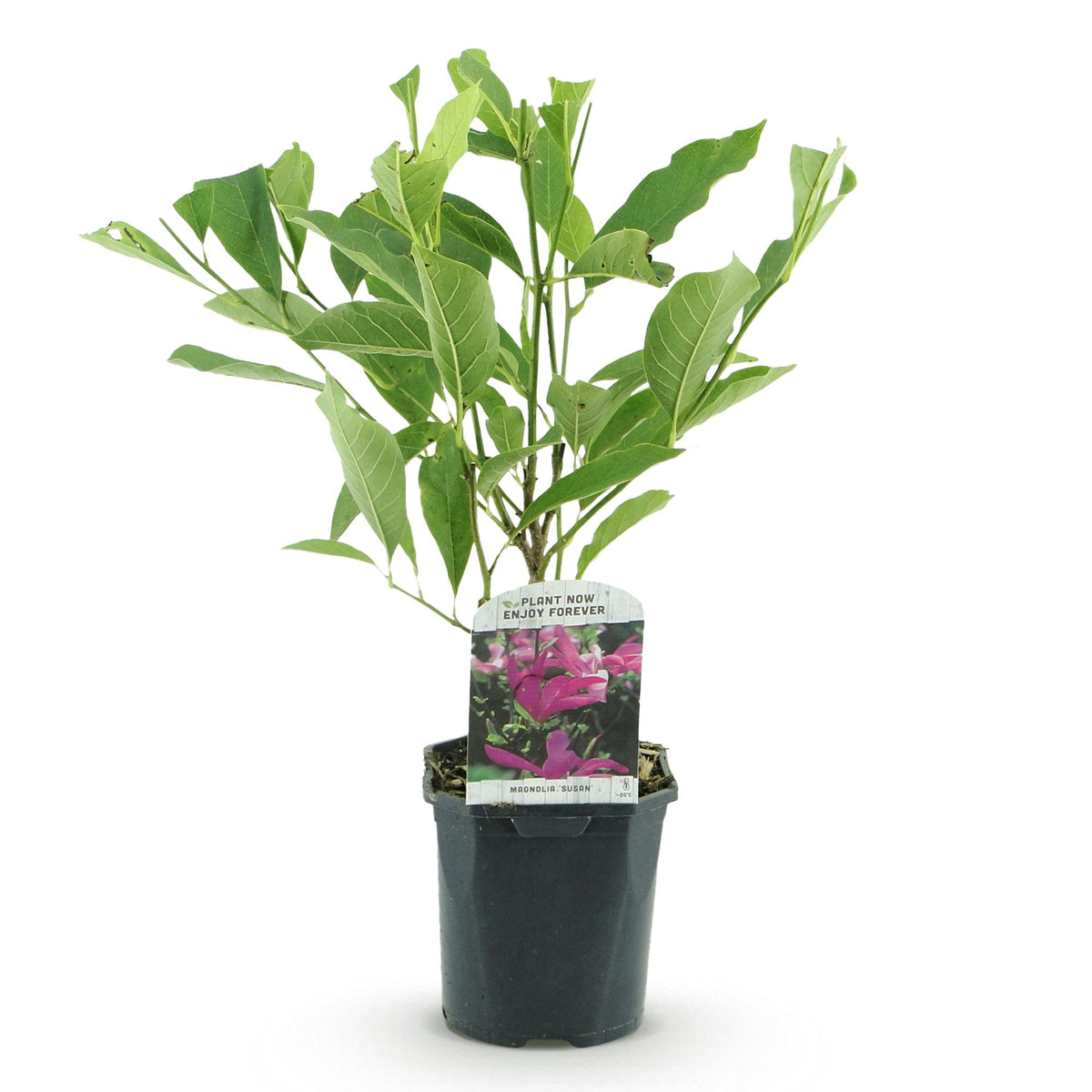 Green boutiQ - Heesters -  Magnolia Susan  - Bloemen Donker Roze - 1 plant - bladverliezend - weinig onderhoud - pot 17cm hoogte 45cm