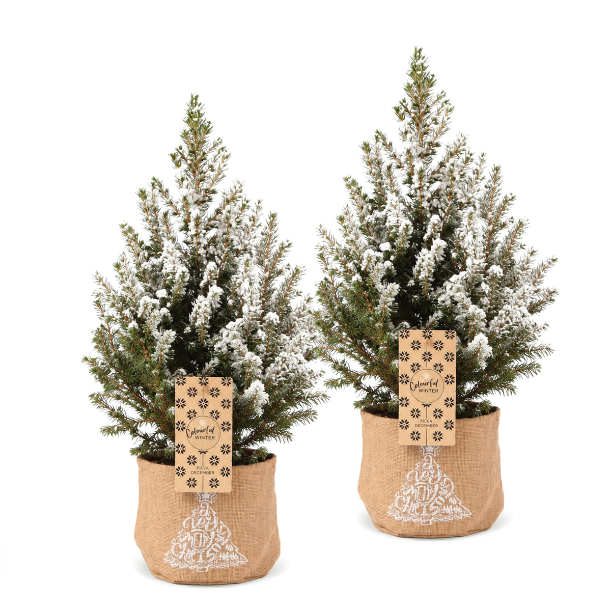 Picea glauca Conica - Dwarf Alberta Spruce - Green - White - Christmas tree - incl. jute bag - Ø17cm - ↕65cm