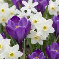 50x Bollenschadutuin - Diversen - Zomerbloeier - Bolmaat 10/12
