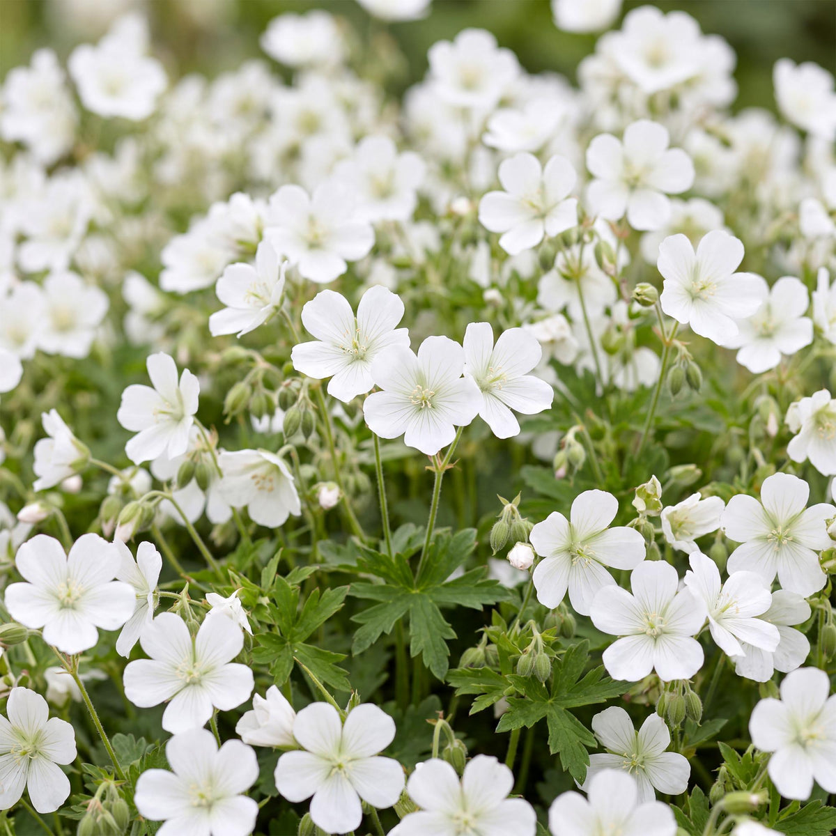 Green boutiQ - Vasteplant - Geranium sang. Album - Ooievaarsbek - Bodembedekkend - Wit - 24 Planten - Pot 11cm - Hoogte 15-25cm