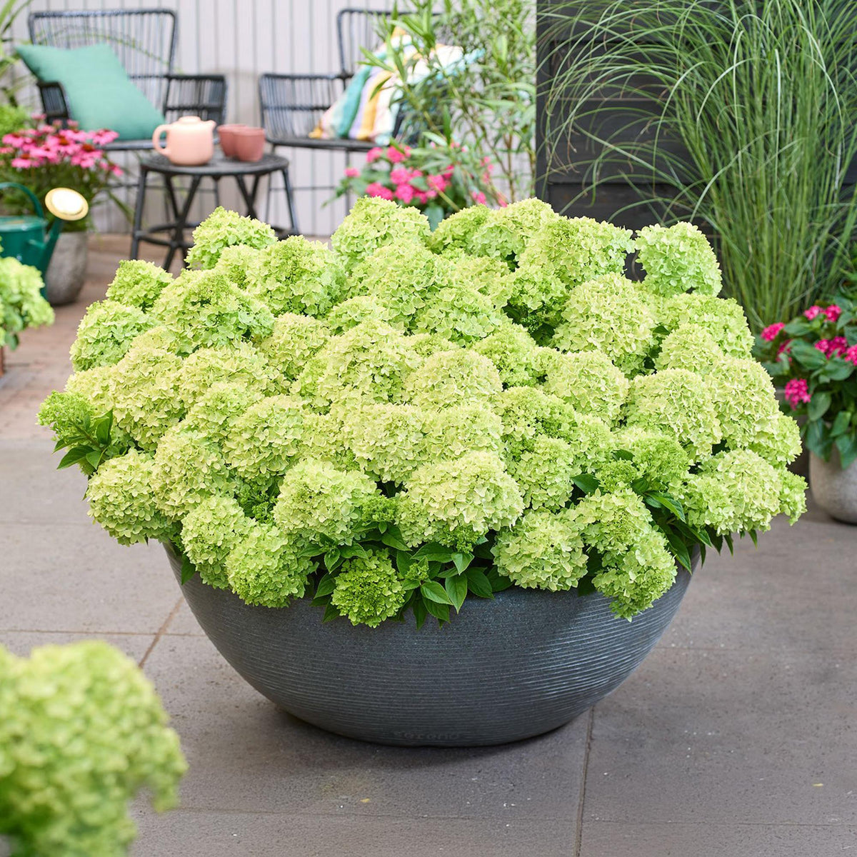 Green boutiQ - Tuinplant - Hydrangea panniculata Groundbreaker Greeny - Pluimhortensia - Winterhard - Creme - 4 Planten - Pot 14cm -Hoogte 20-25cm