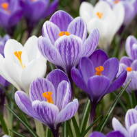 240x Crocus Blue - White - Krokus - Blauw en Wit - Verwilderingsbol - Bolmaat 7/8