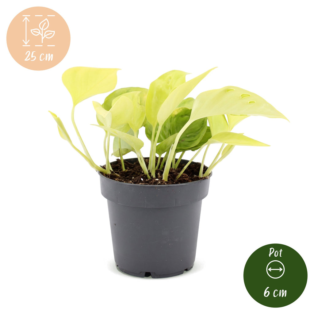 Epipremnum Champs Élysées - Champs Élysées Pothos - Yellow - Tropical - Ø12cm - ↕25cm