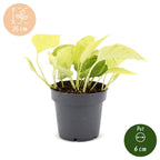 Epipremnum Champs Élysées - Champs Élysées Pothos - Yellow - Tropical - Ø12cm - ↕25cm
