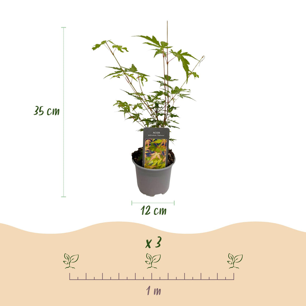 Green boutiQ - Plante de jardin - Acer palmatum Sangokaku - Vert - 3 Plantes - Caduc - Entretien facile - Pot 12cm Hauteur 35cm