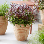 Green boutiQ - Gartenpflanze - Leucothoe Burning Love - Rot - 2 Pflanzen - Immergrün - Pflegeleicht - Topf 17cm Höhe 45cm