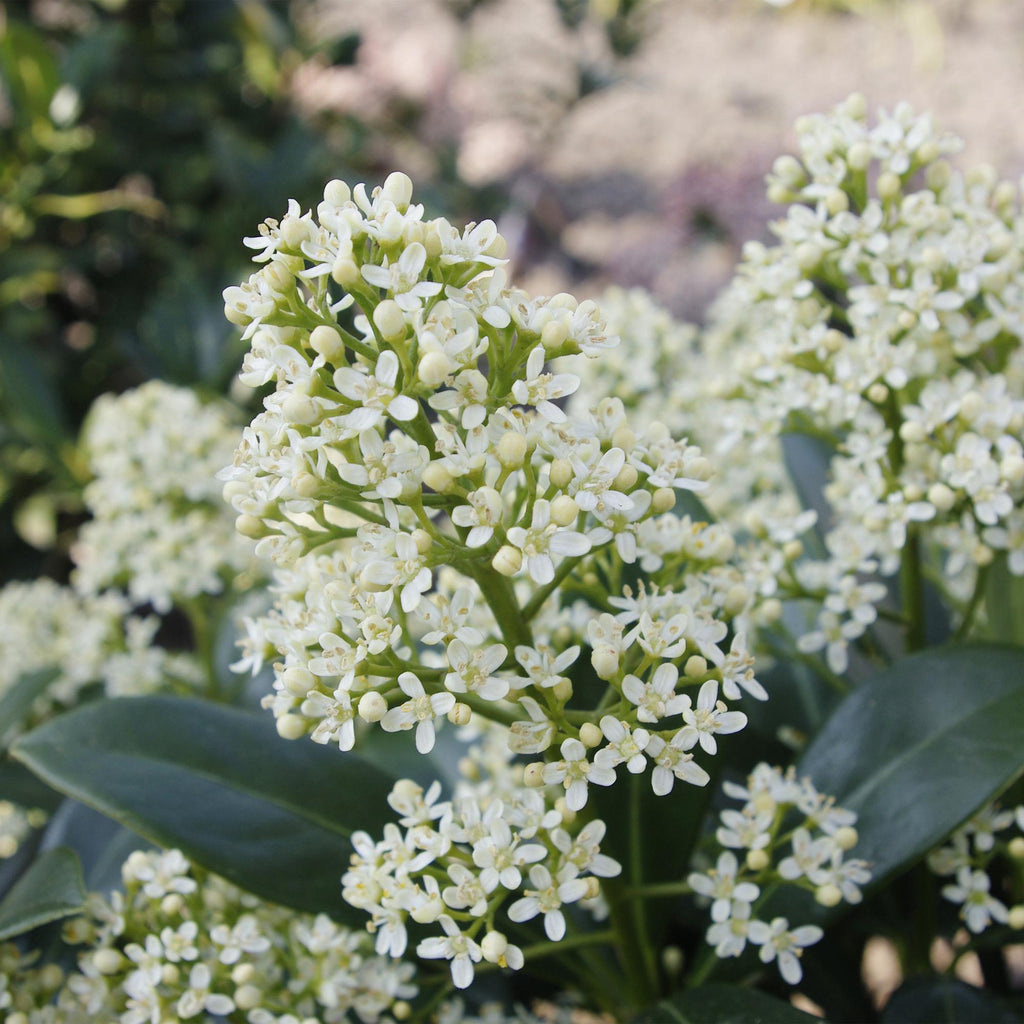 Green boutiQ - Plante de terrasse - Skimmia japonica Finchy - Fleurs blanches - 10+ Fleurs - 3 Plantes - Rustique - Pot 10,5cm Hauteur 25cm