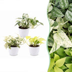 3x Epipremnum Tricolour - Yellow - Green - Cream - Tropical - incl. white pot - Ø6cm - ↕20-25cm